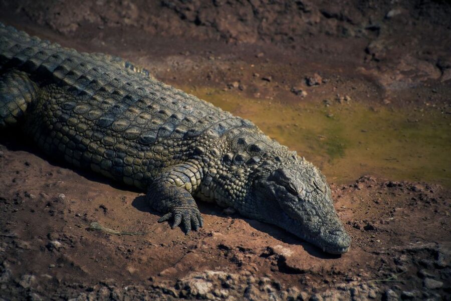 Agadir Crocoparc: Ticket and Transfer - Tropical plants give the walk a forest feel