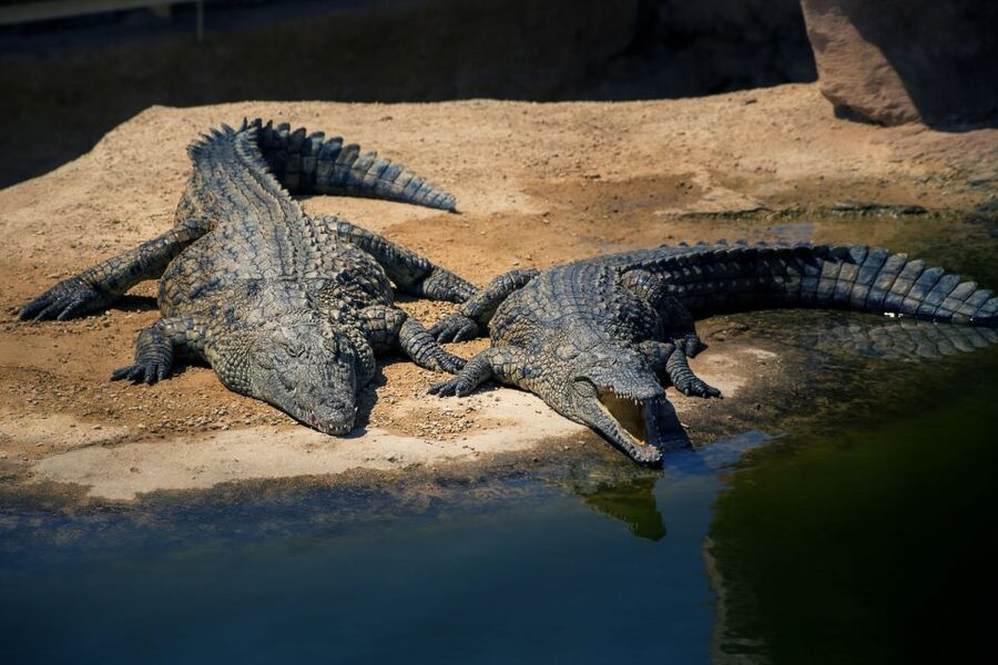 Agadir Crocoparc: Ticket and Transfer - How the two-hour visit works