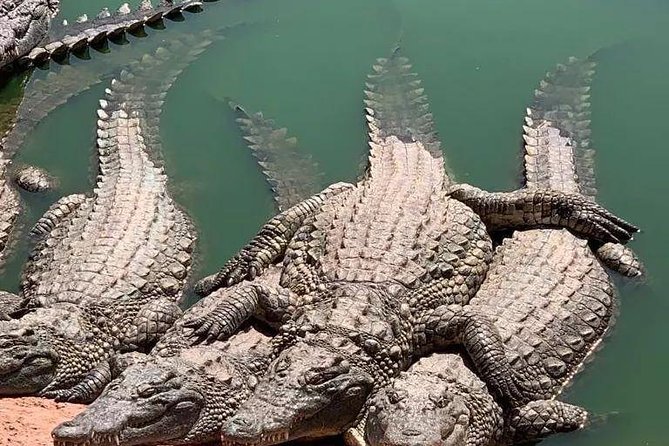 Agadir Crocoparc Transfer & Admission tickets - Other animals give children more to discover