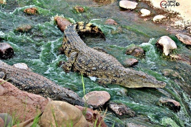 Agadir Crocoparc Transfer & Admission tickets - Who will enjoy this outing most?