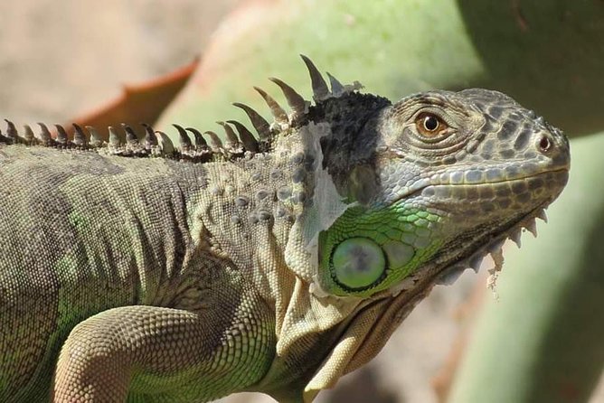 Agadir Crocoparc Transfer & Admission tickets - Inside the park, the crocodiles are the main event