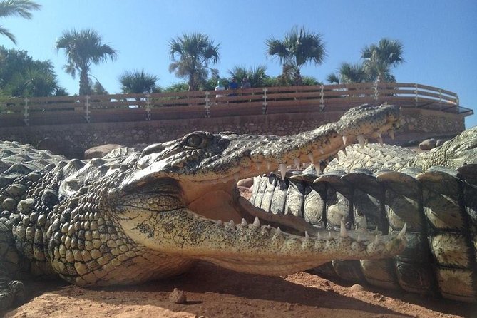 Agadir Crocoparc With Transfer & Admission ticket - Key points at a glance