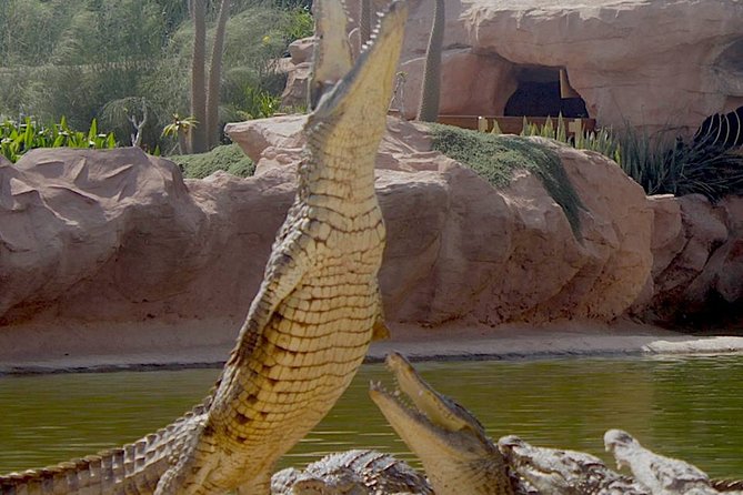 Agadir Crocoparc With Transfer & Admission ticket - Anacondas, frogs, and the smaller displays