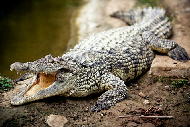 Agadir Crocoparc With Transfer & Admission ticket - Botanical gardens offer a quieter break