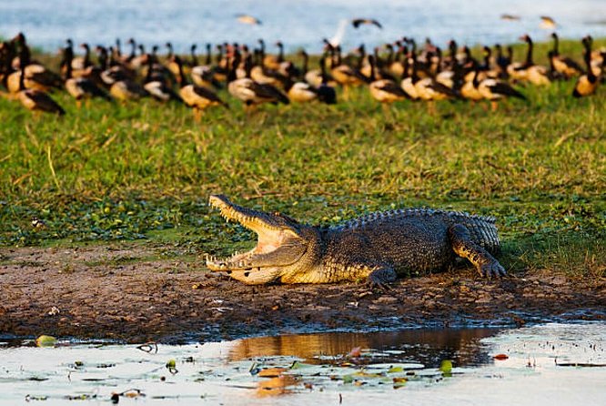 Agadir Crocoparc With Transfer & Admission ticket - Is $36.01 a fair price?