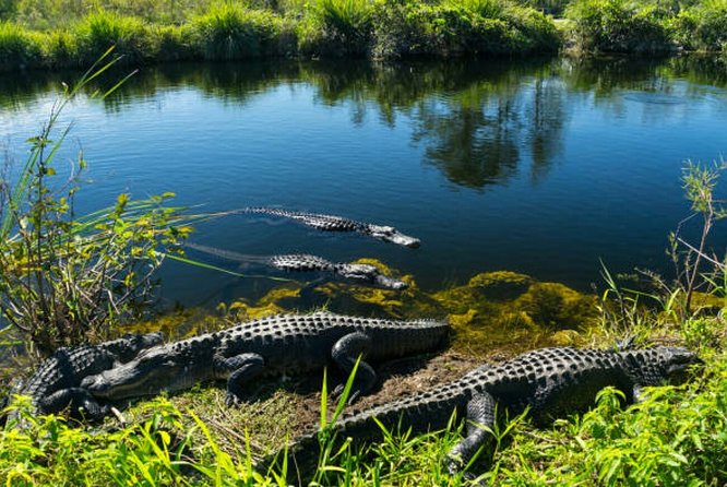 Agadir Crocoparc With Transfer & Admission ticket - Who will enjoy this outing most?