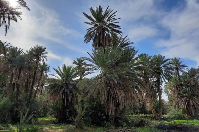Agadir Day Trip to Taroudant and Tiout Oasis with Lunch - The guide, the pace, and the feel of the day