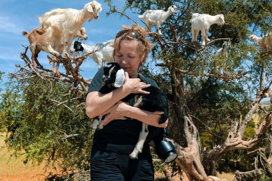 Agadir: Discover Argan Tree-Climbing Goats on a Morning Tour - Key points at a glance