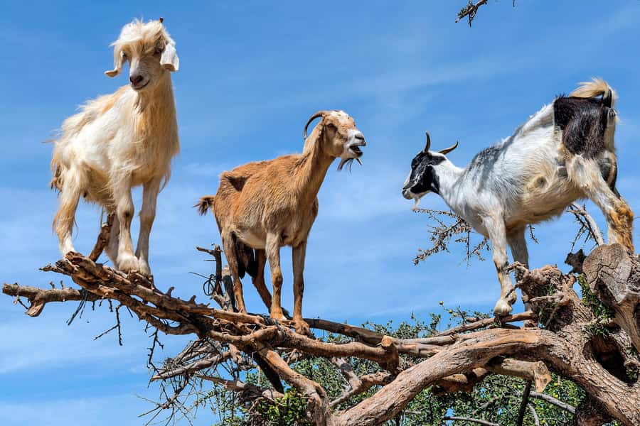Agadir: Discover Argan Tree-Climbing Goats on a Morning Tour - Why these goats climb argan trees
