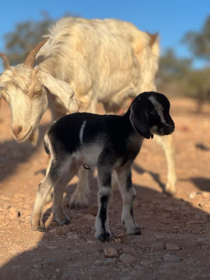 Agadir: Discover Argan Tree-Climbing Goats on a Morning Tour - A look at Berber argan oil production
