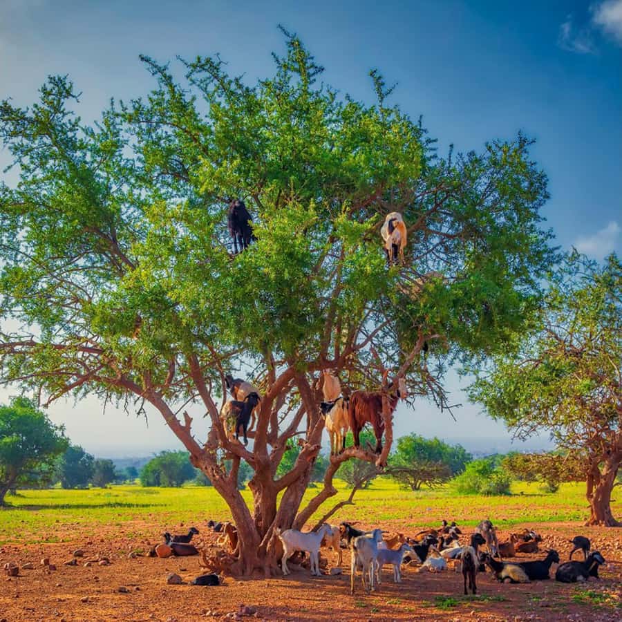 Agadir: Discover Argan Tree-Climbing Goats on a Morning Tour - How the guides shape the morning