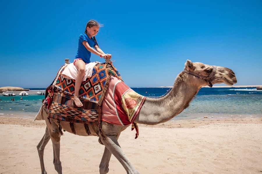 Agadir: Flamingo River Camel Ride with Optional BBQ Dinner - Key points to know before booking
