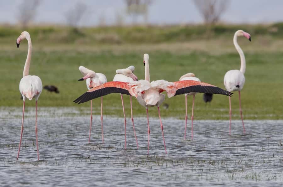 Agadir: Flamingo River Camel Ride with Optional BBQ Dinner - What the camel ride feels like