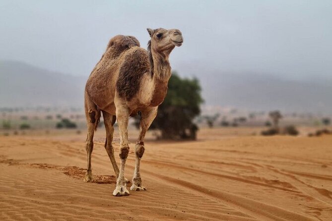 Agadir Jeep Safari Desert Day Trip including Lunch & camel ride - What this Agadir day trip is really about