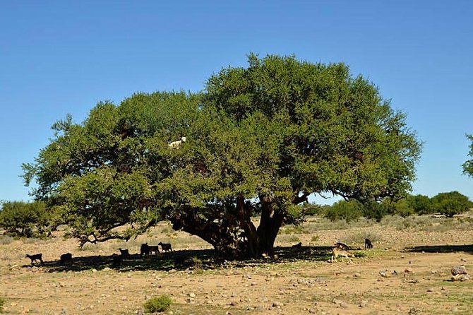 Agadir Morocco 4WD Sahara Tours with Lunch - Lunch in a Berber village