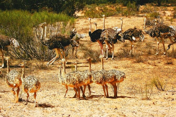 Agadir National Park & 4×4 Jeep Desert Safari Tour with Lunch - Yusuf Ibnu Tachafin Dam and the Anti-Atlas