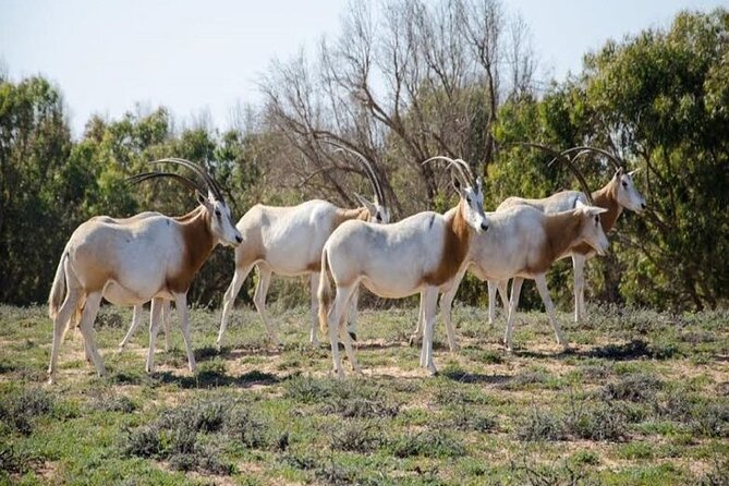 Agadir National Park & 4×4 Jeep Desert Safari Tour with Lunch - Is $81.30 a fair price?