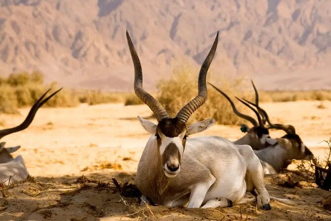 Agadir National Park & 4×4 Jeep Desert Safari Tour with Lunch - Searching for animals in the national park