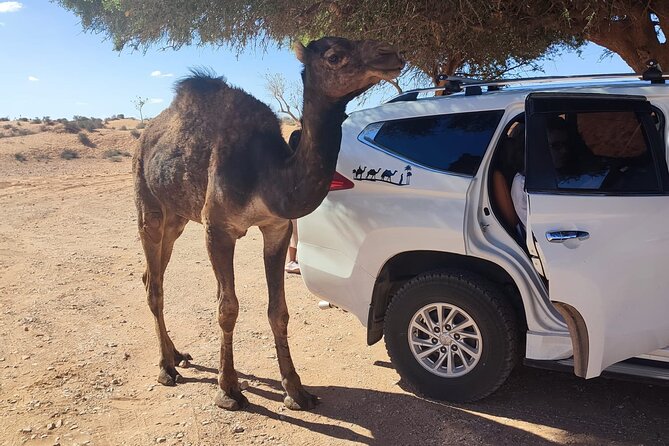 Agadir or taghazout : 4×4 Jeep Sahara Desert Trip with Lunch - A Berber lunch in Arbaa Rasmouka