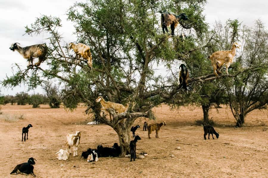 Agadir or Taghazout: Goat on Trees and Crocoparc with Pickup - Key points to know before booking