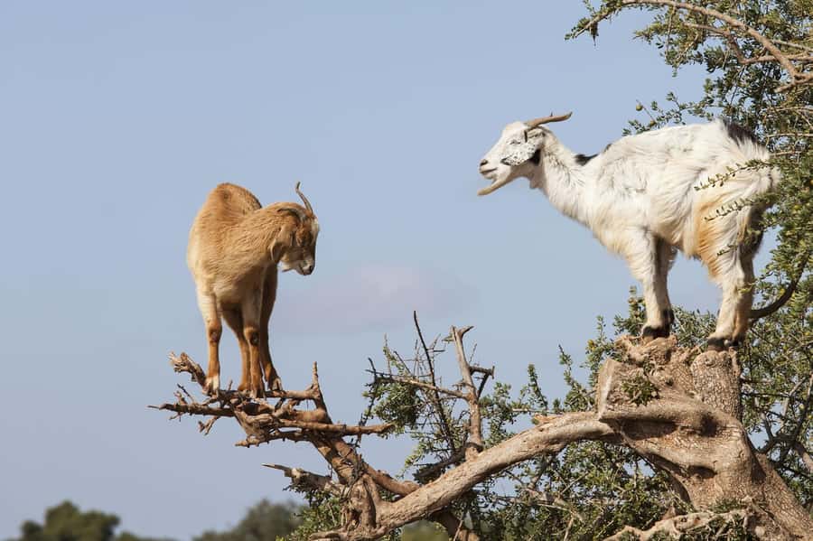 Agadir or Taghazout: Goat on Trees and Crocoparc with Pickup - The drive from Taghazout and the value of the guide