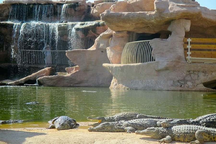 Agadir or Taghazout: Goat on Trees and Crocoparc with Pickup - Is $53 a fair price?