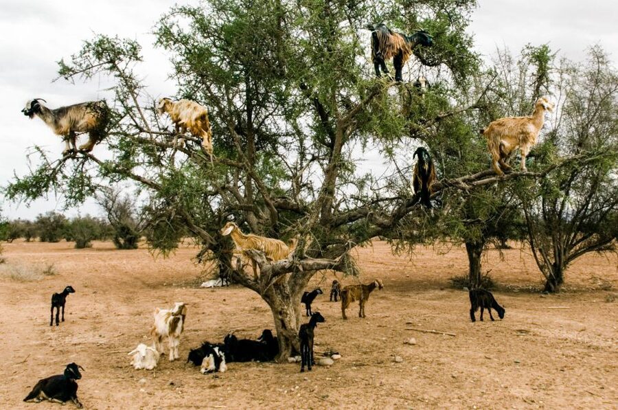Agadir or Taghazout: Goat on Trees and Crocoparc with Pickup - Who will enjoy this half-day outing