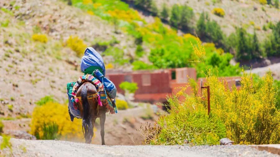 Agadir or Taghazout: Paradise Valley Atlas Mountain Trip - Why Paradise Valley makes a good break from Agadir