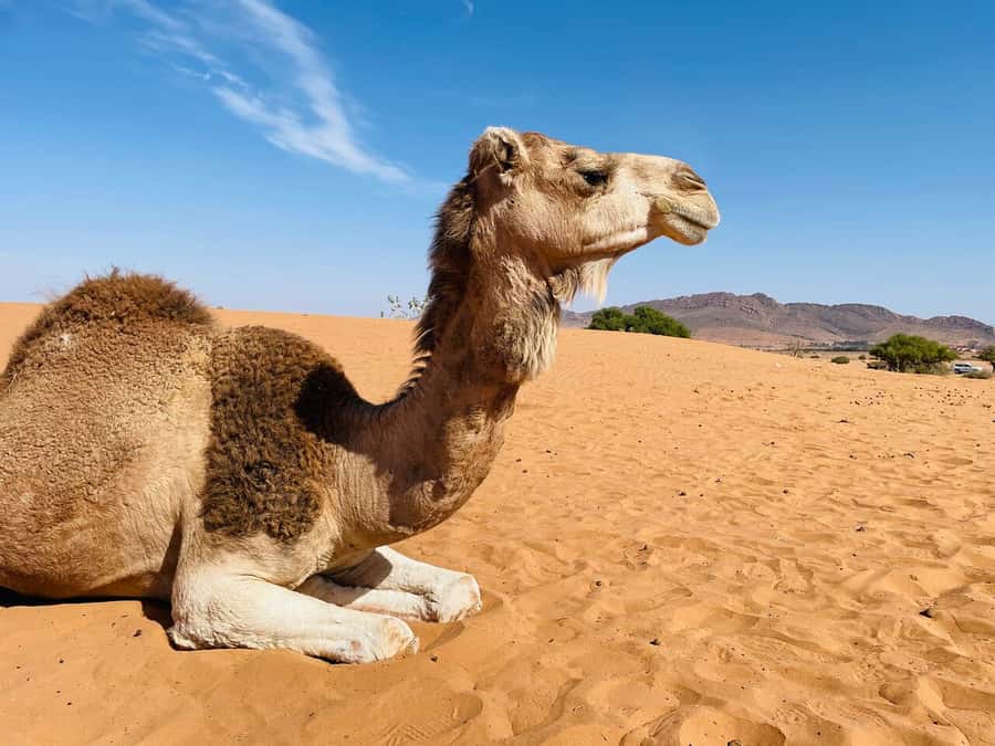 Agadir: Paradise Valley & Desert Sand Dunes with Camel Ride - The camel ride at sunset