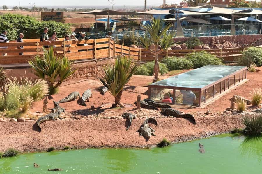 Agadir: Quad Safari with Crocoparc Optional - Crocoparc adds a very different kind of adventure