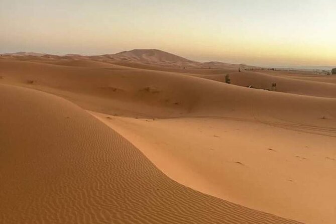 Agadir Sahara Day Trip with Lunch - Birdlife and the Souss-Massa natural park
