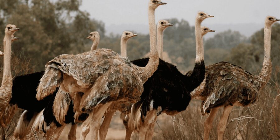 Agadir: Sous Massa National Park Desert Safari Tour & Lunch - What to pack for Souss-Massa