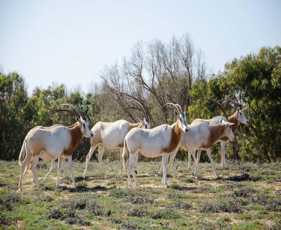 Agadir: Sous Massa National Park Desert Safari Tour & Lunch - Why this makes a good Agadir day trip