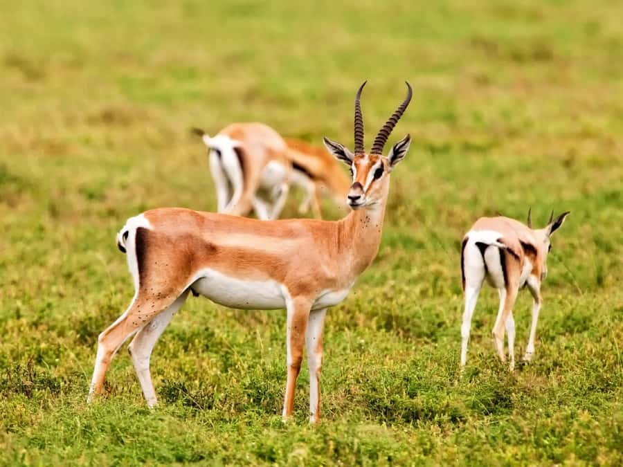Agadir: Sous Massa National Park Desert Safari Tour & Lunch - Sidi Rbat and the Atlantic edge