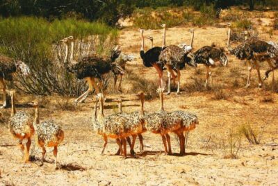 Sous Massa National Park Desert Safari Tour & Lunch