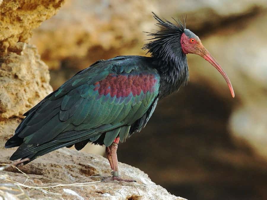 Agadir: Sous Massa National Park Desert Safari Tour & Lunch - Fishing villages and Berber country
