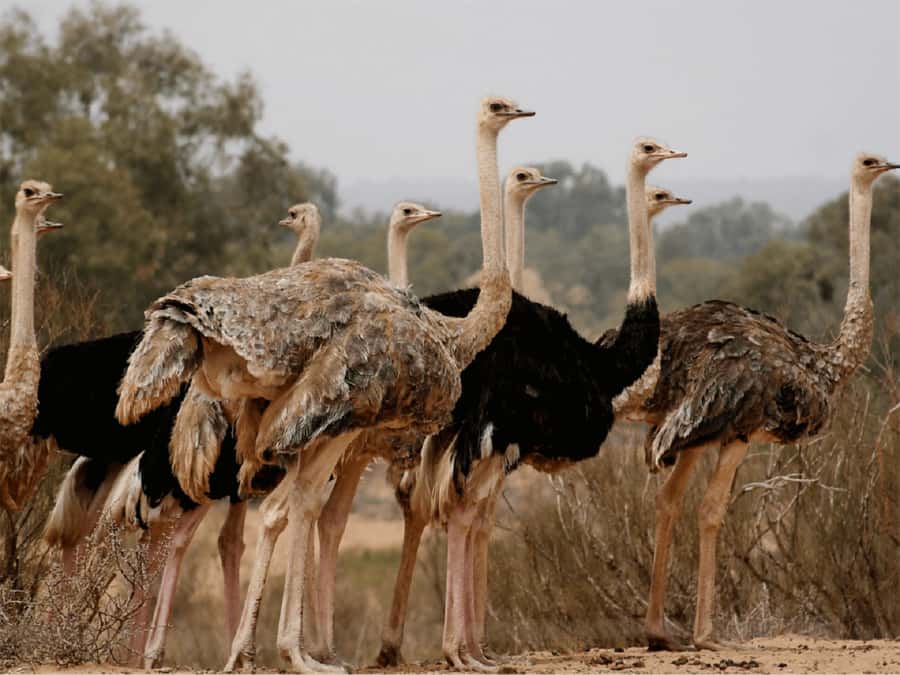 Agadir: Sous Massa National Park Desert Safari Tour & Lunch - Lunch in a Berber home