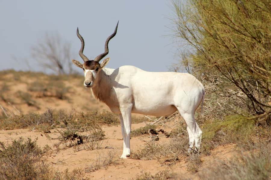 Agadir: Sous Massa National Park Desert Safari Tour & Lunch - Yusuf Ibnu Tachafin Dam and the Anti Atlas views