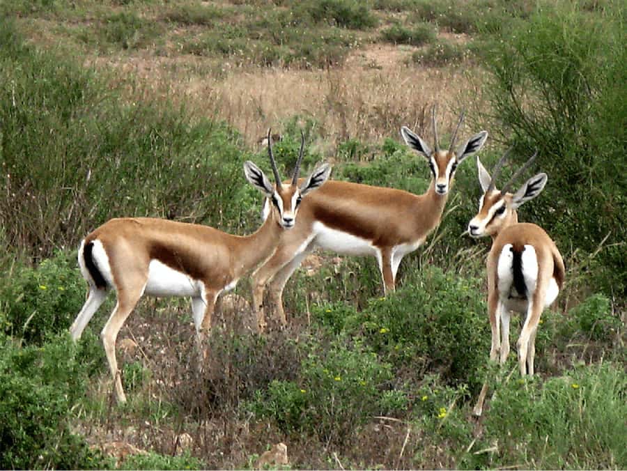 Agadir: Sous Massa National Park Desert Safari Tour & Lunch - Guides, vehicles, and the day’s pace
