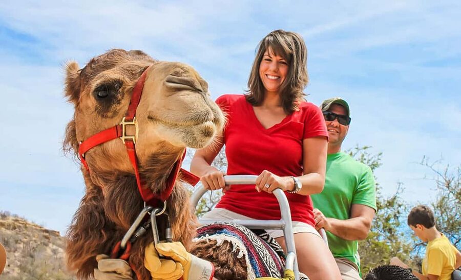Agadir/Taghazout: Camel Rides with Tea Drink and Transfers - A slow ride beyond Agadir’s hotel strip