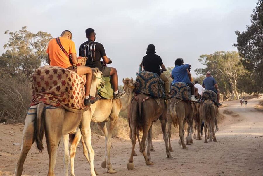 Agadir/Taghazout: Camel Rides with Tea Drink and Transfers - Hotel pickup, with a little patience required