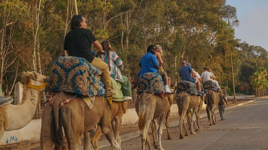 Agadir/Taghazout: Camel Rides with Tea Drink and Transfers - Two hours toward the Souss River