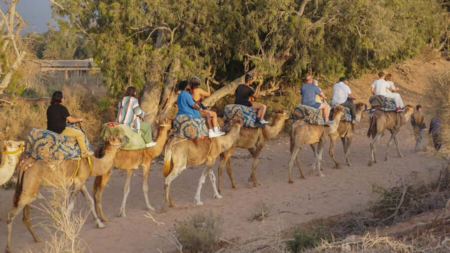 Agadir/Taghazout: Camel Rides with Tea Drink and Transfers - Flamingos, but keep your expectations modest