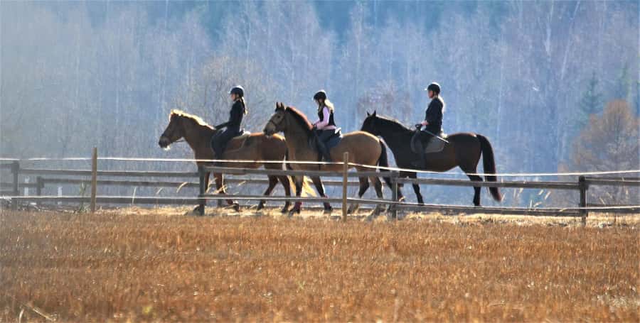 Agadir/Taghazout: Horse Rides Experience With Transfers - Who should book this activity