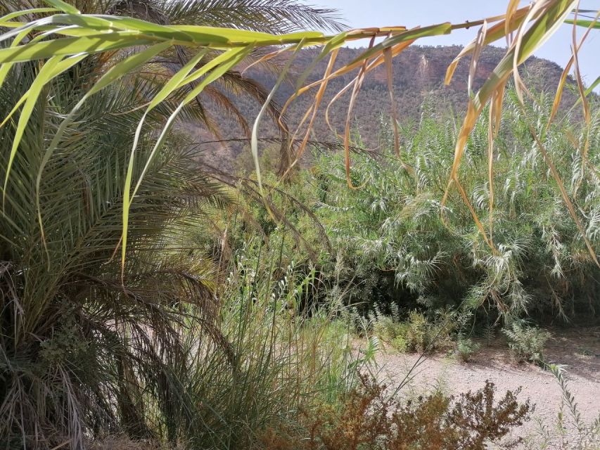 Agadir/Taghazout : Paradise Valley & Sandboarding with Lunch - Booking details worth knowing