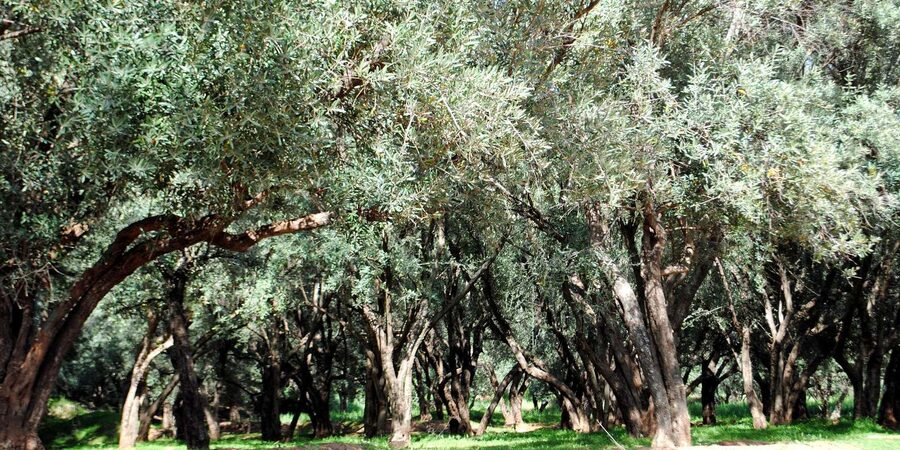 Agadir/Taghazout: Paradise Valley Tour to Atlas Mountains - Should you book the Paradise Valley tour?