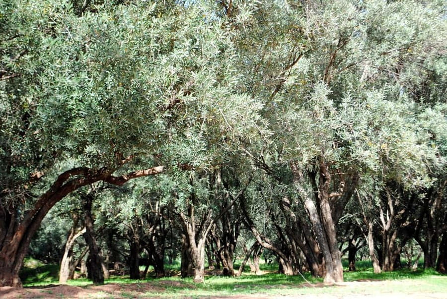 Agadir/Taghazout: Paradise Valley Tour to Atlas Mountains - What $21 gets you