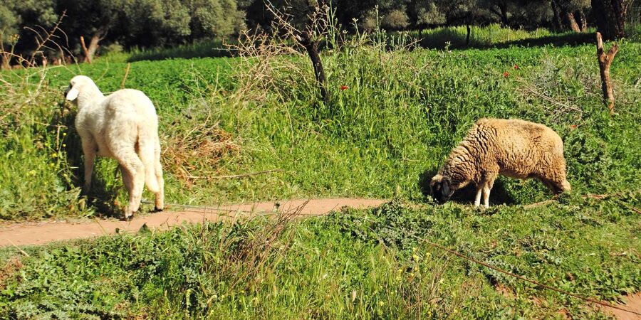 Agadir/Taghazout: Paradise Valley Tour to Atlas Mountains - Who will enjoy this outing most