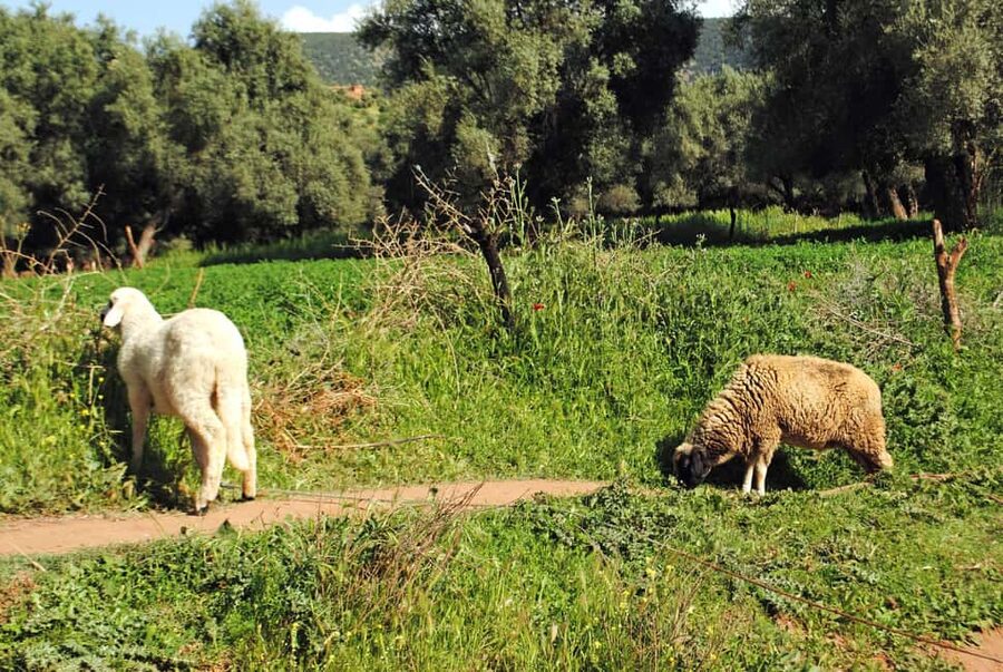 Agadir/Taghazout: Paradise Valley Tour to Atlas Mountains - Practical advice for a better day