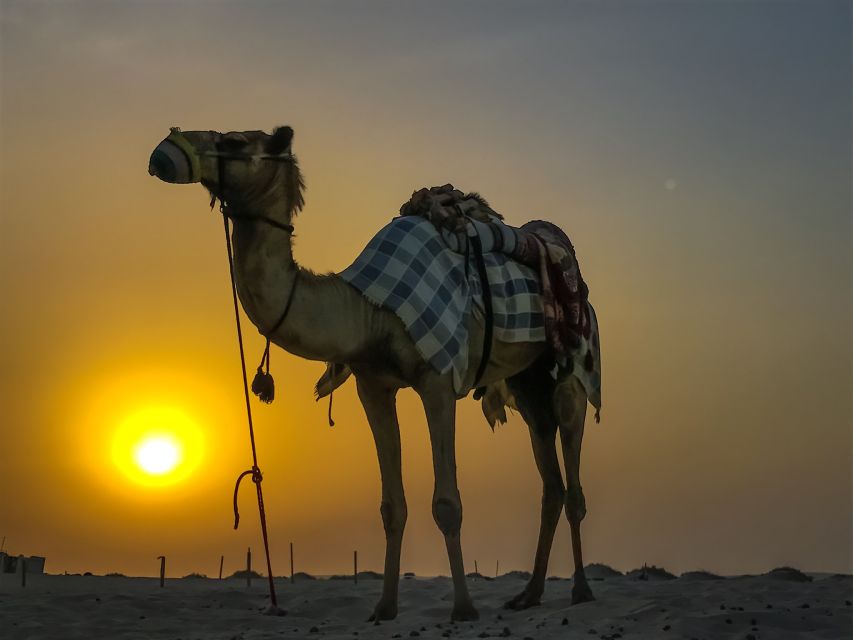 Agadir/Taghazout/Port: Camel Ride Tea & BBQ Option - Key points to know before you book